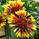 image de Gaillardia x grandiflora