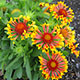 image de Gaillardia x grandiflora