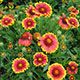 image de Gaillardia x grandiflora