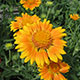 image de Gaillardia x grandiflora