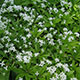 image de Galium odoratum (Asperula odorata)