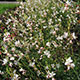 image de Gaura lindheimeri