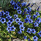 image de Gentiana acaulis