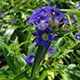 image de Gentiana dahurica