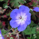 image de Geranium x