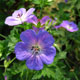 image de Geranium x