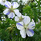 image de Geranium pratense