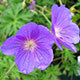 image de Geranium x