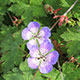 image de Geranium x