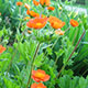 image de Geum x borisii