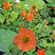 image de Geum