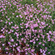 image de Gypsophila repens