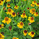 image de Helenium x