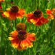 image de Helenium x