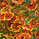 image de Helenium x