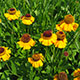 image de Helenium x