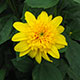 image de Helianthus x multiflorus