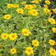 image de Heliopsis helianthoides