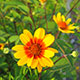 image de Heliopsis helianthoides scabra