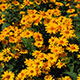 image de Heliopsis helianthoides