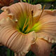 image de Hemerocallis