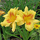 image de Hemerocallis