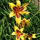 image de Hemerocallis