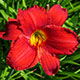 image de Hemerocallis