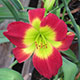 image de Hemerocallis