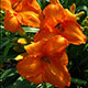 image de Hemerocallis