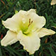 image de Hemerocallis