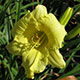 image de Hemerocallis