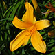 image de Hemerocallis