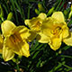 image de Hemerocallis