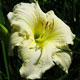 image de Hemerocallis