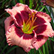 image de Hemerocallis