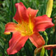 image de Hemerocallis