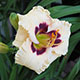 image de Hemerocallis