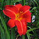 image de Hemerocallis