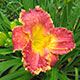 image de Hemerocallis