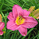 image de Hemerocallis