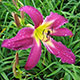 image de Hemerocallis