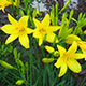 image de Hemerocallis lilioasphodelus (H. flava)