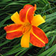 image de Hemerocallis