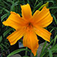 image de Hemerocallis