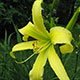 image de Hemerocallis