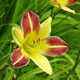 image de Hemerocallis