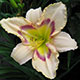 image de Hemerocallis