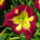 image de Hemerocallis