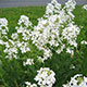 image de Hesperis matronalis